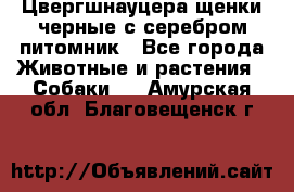 Цвергшнауцера щенки черные с серебром питомник - Все города Животные и растения » Собаки   . Амурская обл.,Благовещенск г.